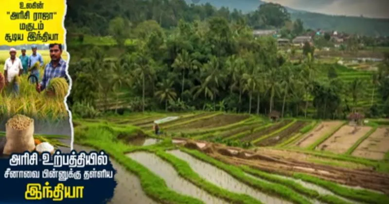 உலகின் “அரிசி ராஜா” மகுடம் சூடிய பாரதம் : அரிசி உற்பத்தியில் சீனாவை பின்னுக்கு  தள்ளிய இந்தியா – சிறப்பு தொகுப்பு!