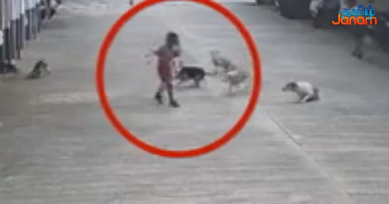 நாடு முழுவதும் தொடர்கதையாகும் தெருநாய்க்கடி சம்பவங்கள்!