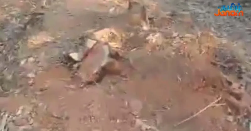 அரசு நிலத்திலிருந்து விலை உயர்ந்த மரங்கள், பாறைகள் கடத்தல்!