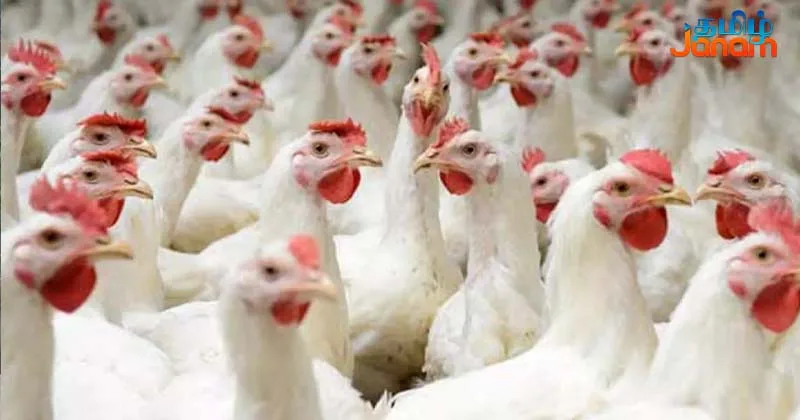 பறவைக் காய்ச்சல் எதிரொலி – முன்னெச்சரிக்கை நடவடிக்கை தீவிரம்!