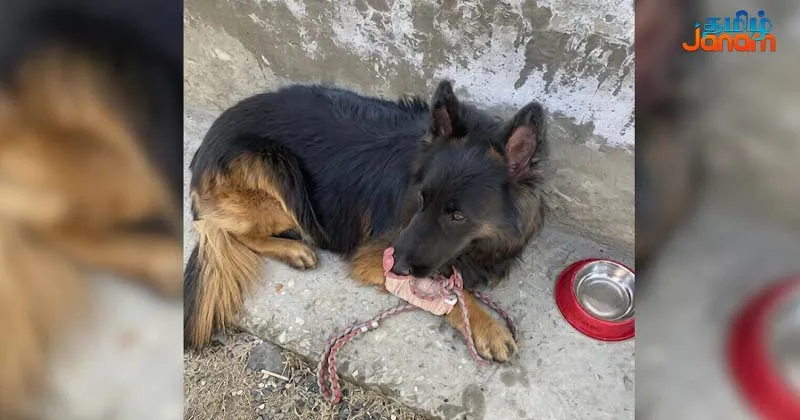 குண்டடிபட்டபோதும் பயங்கரவாதிகளை காட்டிக் கொடுத்த ராணுவ நாய்!