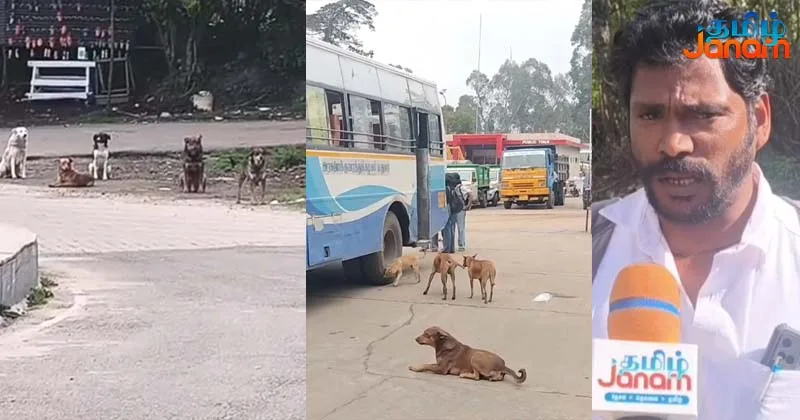 கொடைக்கானலில் அதிகரித்த  தெருநாய் தொல்லை -நாய்க்கடிக்கு ஆளாகும்  சுற்றுலா பயணிகள்!