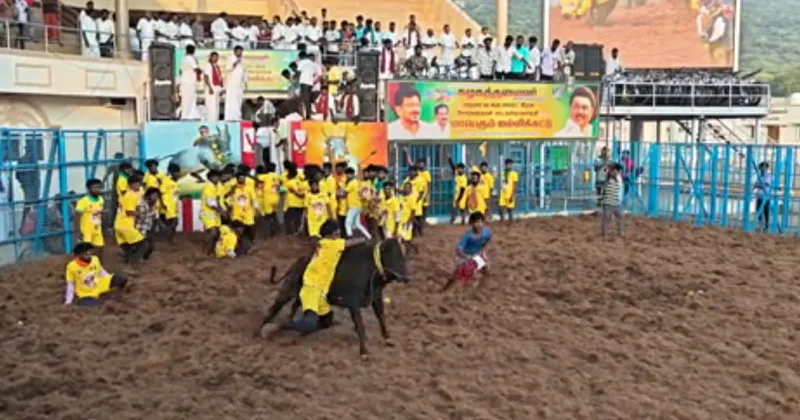 மதுரை கீழக்கரையில் ஜல்லிக்கட்டு போட்டி – சீறிப்பாய்ந்த காளைகள்!