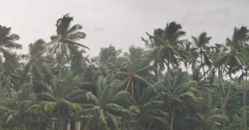 எல் நினோவால் குறையும் பருவமழை : விவசாய உற்பத்தி பாதிப்பால் வறட்சி? – சிறப்பு கட்டுரை!